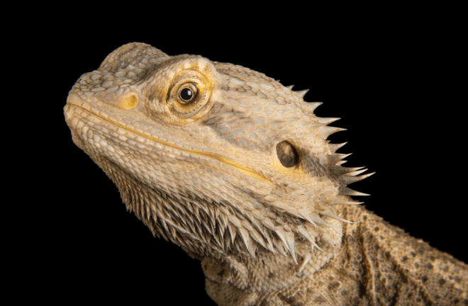 Screen Shot 2020-04-15 at 9.21.59 PM